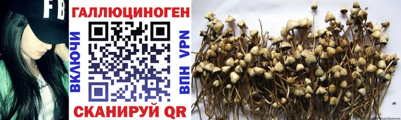 Галлюциногенные грибы Psilocybine cubensis  Купить закладки  Аркадак 